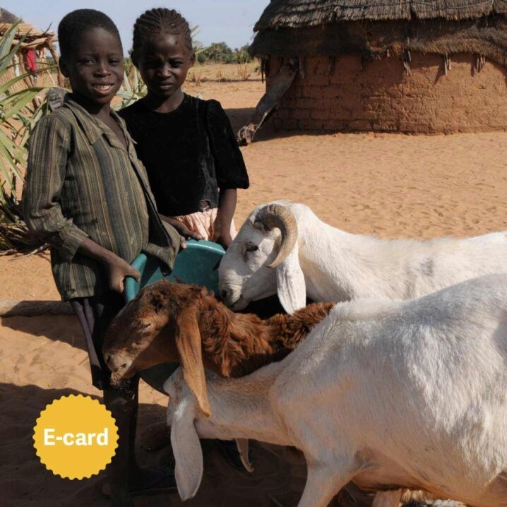 106-000 donazione per animali da cortile per i più fragili